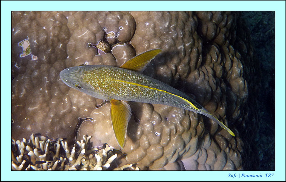 2011 - 08 - Borneo - Sipadan 068